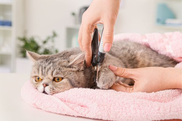 Exotic Shorthair cat breed Bow Wow Meow Pet Insurance