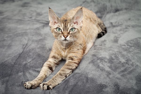 Devon Rex cat breed Bow Wow Meow Pet Insurance