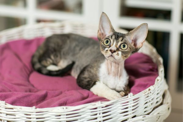 Devon Rex cat breed Bow Wow Meow Pet Insurance