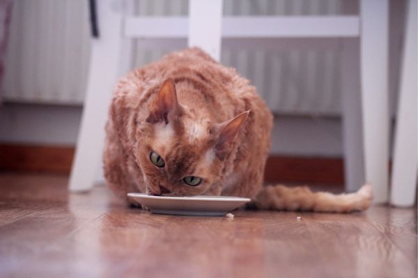 Devon Rex cat breed Bow Wow Meow Pet Insurance