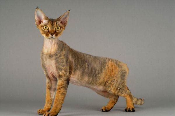 Devon Rex cat breed Bow Wow Meow Pet Insurance