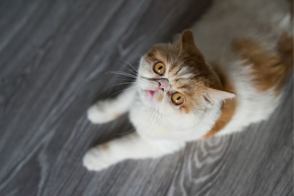 Exotic Shorthair cat breed Bow Wow Meow Pet Insurance