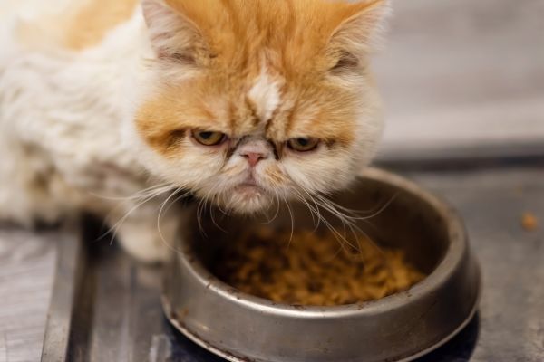 Exotic Shorthair cat breed Bow Wow Meow Pet Insurance