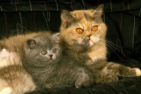 Exotic Shorthair cat breed Bow Wow Meow Pet Insurance