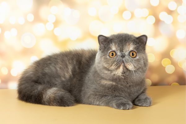 Exotic Shorthair cat breed Bow Wow Meow Pet Insurance