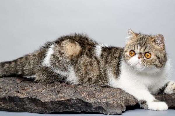 Exotic Shorthair cat breed Bow Wow Meow Pet Insurance