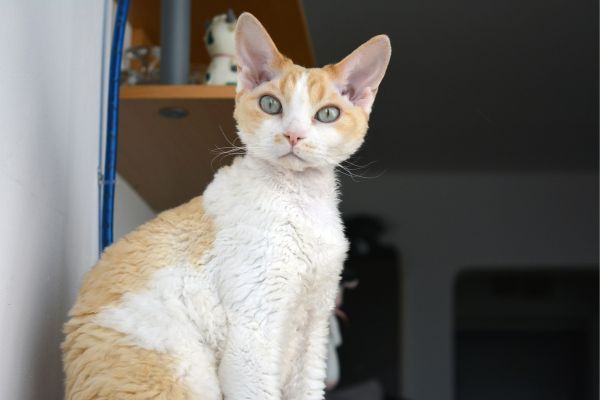 Devon Rex cat breed Bow Wow Meow Pet Insurance