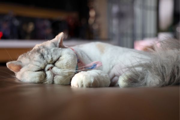 Exotic Shorthair cat breed Bow Wow Meow Pet Insurance