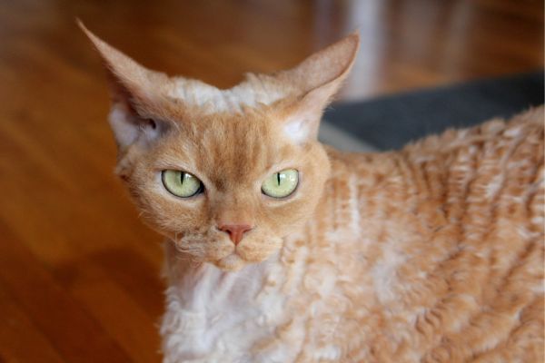 Devon Rex cat breed Bow Wow Meow Pet Insurance
