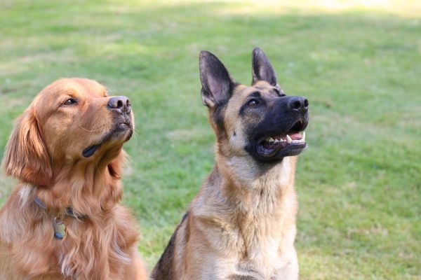 Most popular dog breeds, Golden Retriever dog breed, German Shepherd dog breed Bow Wow Meow Pet Insurance