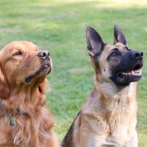 The top 10 dogs In Australia - our most popular breeds Most popular dog breeds, Golden Retriever dog breed, German Shepherd dog breed Bow Wow Meow Pet Insurance