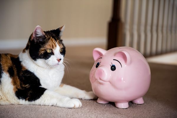 Pet Insurance Australia, Bow Wow Meow Pet Insurance