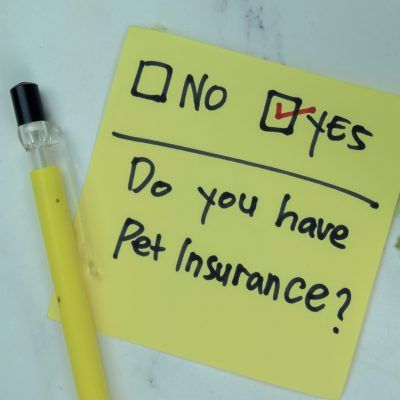 Pet Insurance Australia, Bow Wow Meow Pet Insurance