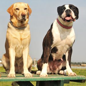 Two purebred big dogs sitting in a row on an outdoor table