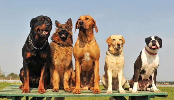 Top large dog breeds Bow Wow Meow Pet Insurance