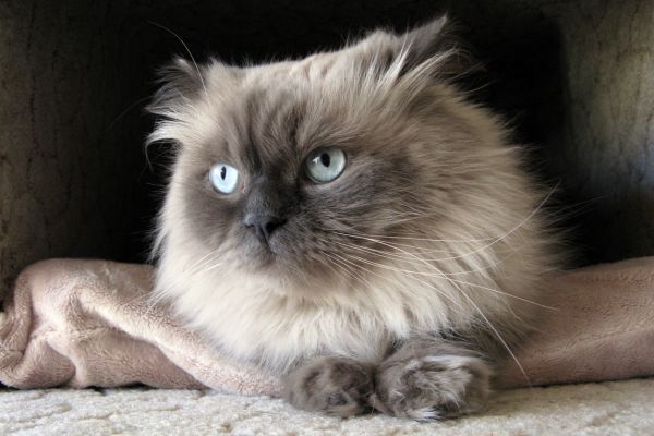 Himalayan Cat Himalayan Cat breed Bow Wow Meow Pet Insurance