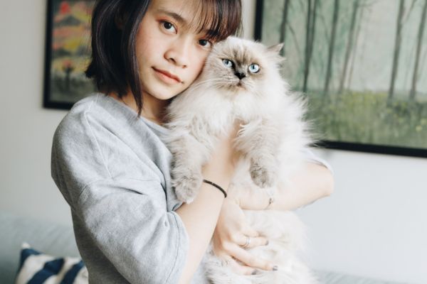 Himalayan Cat Himalayan Cat breed Bow Wow Meow Pet Insurance