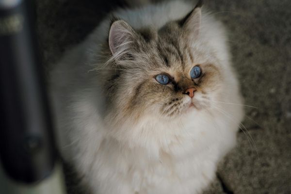 Himalayan Cat Himalayan Cat breed Bow Wow Meow Pet Insurance