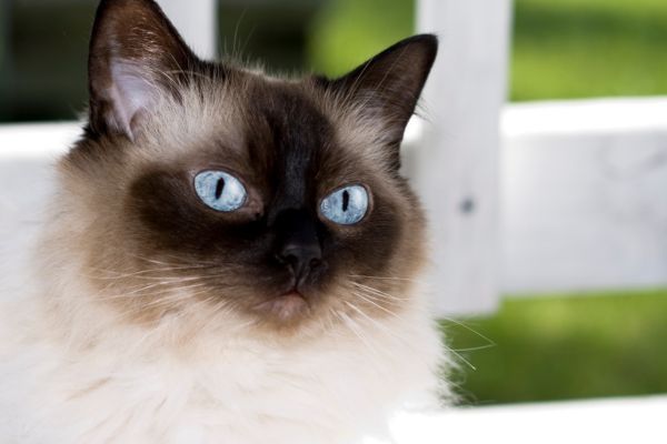 Himalayan Cat Himalayan Cat breed Bow Wow Meow Pet Insurance