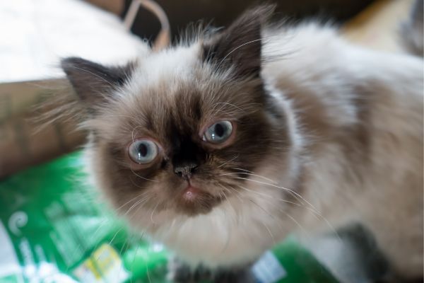 Himalayan Cat Himalayan Cat breed Bow Wow Meow Pet Insurance