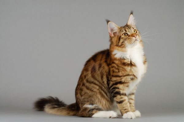 Maine Coon cat breed Bow Wow Meow Pet Insurance