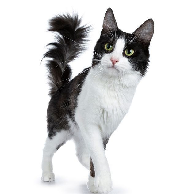 Cat behaviour, cat care, Bow Wow Meow Pet Insurance