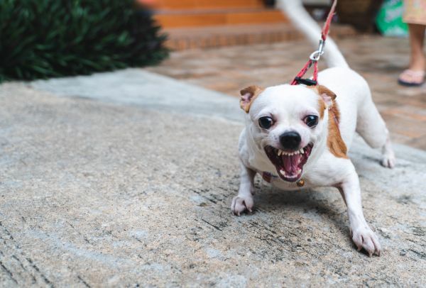 Dog behaviour, understanding dog communication Bow Wow Meow Pet Insurance