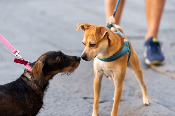 Dog behaviour, understanding dog communication Bow Wow Meow Pet Insurance