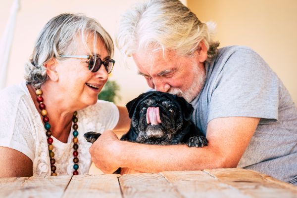 Pet care, holiday pet care options, boarding, pet sitter Bow Wow Meow Pet Insurance