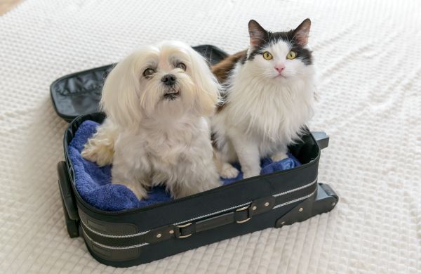 Pet care, holiday pet care options, boarding, pet sitter Bow Wow Meow Pet Insurance
