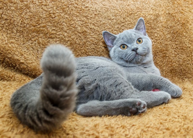 An indoor blue shorthair kitten with a bushy, stripy tail is lying on a tan coloured couch with its tail curling upwards 
