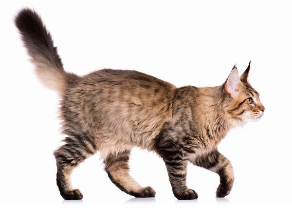 Cat behaviour, cat care, Bow Wow Meow Pet Insurance