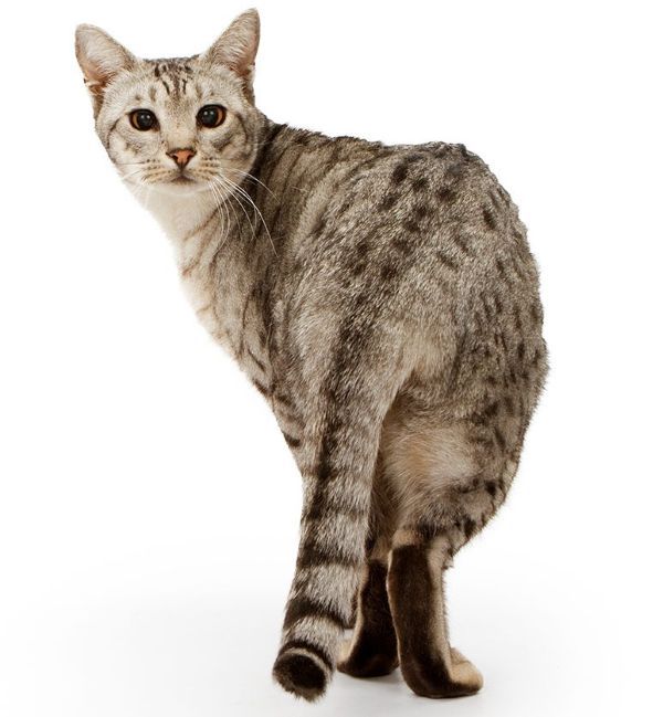 Cat behaviour, cat care, Bow Wow Meow Pet Insurance