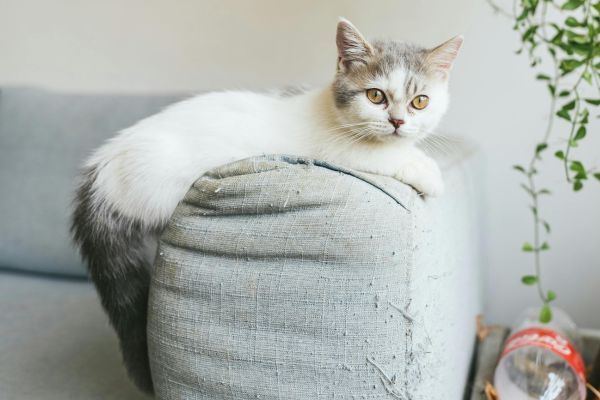 Munchkin cat breed Bow Wow Meow Pet Insurance