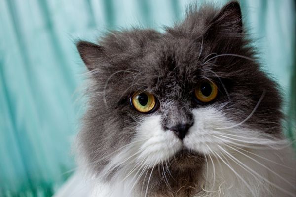 Munchkin cat breed Bow Wow Meow Pet Insurance