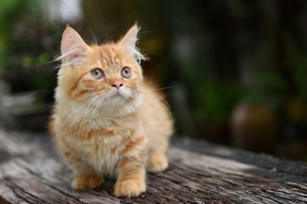 Munchkin cat breed Bow Wow Meow Pet Insurance