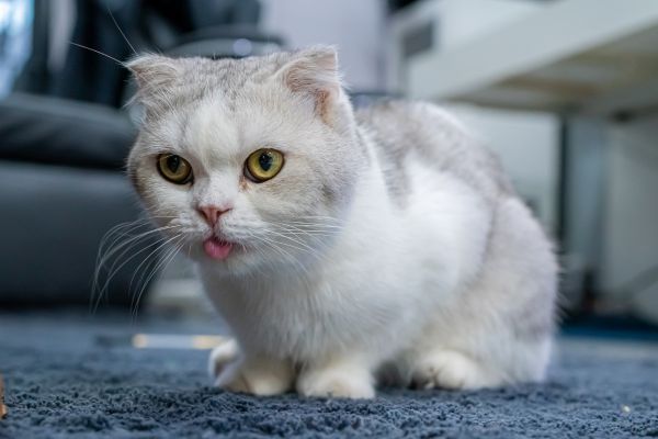 Munchkin cat breed Bow Wow Meow Pet Insurance