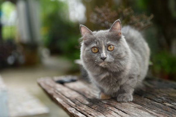 Munchkin cat breed Bow Wow Meow Pet Insurance