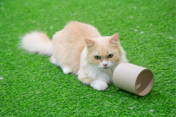 Munchkin cat breed Bow Wow Meow Pet Insurance
