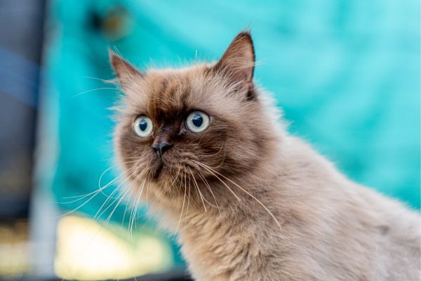Munchkin cat breed Bow Wow Meow Pet Insurance
