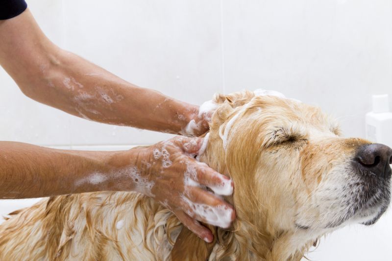 A dog taking a shower with special dog shampoo to help prevent bald patches and hair loss