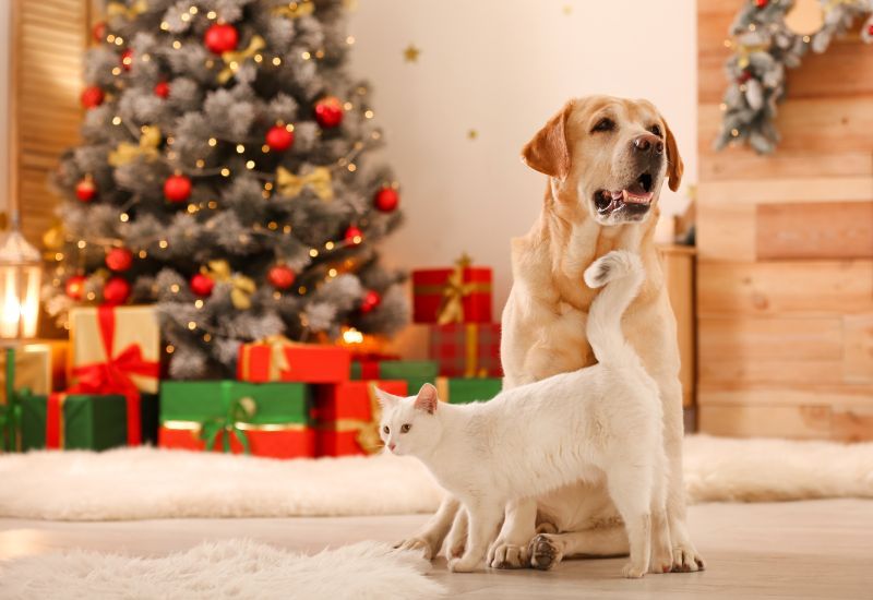 Dog and cat in front of Christmas tree happy and safe from harm 