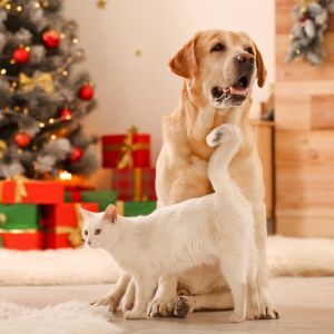 Christmas & New Year pet safety tips: keep your pets safe this festive season Dog and cat in front of Christmas tree happy and safe from harm