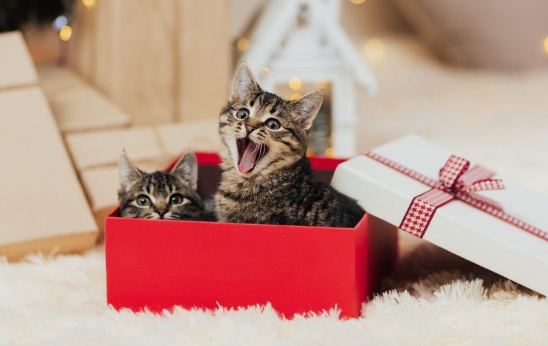 Cute tabby kittens sitting in red Christmas box near tree