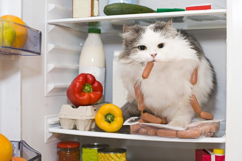 White cat sitting on food in fridge with sausage in its mouth, surrounded by human foods