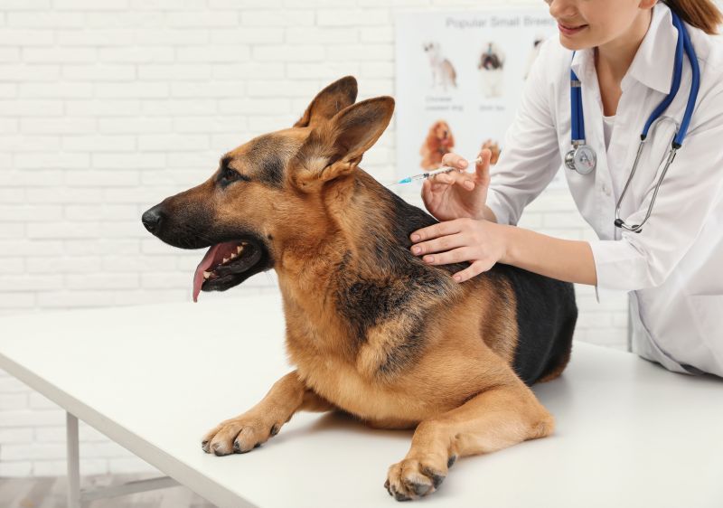 Professional veterinarian vaccinating German Shepherd dog in clinic to help prevent certain diseases