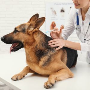 A complete guide to dog and puppy vaccination schedules and costs Professional veterinarian vaccinating German Shepherd dog in clinic to help prevent certain diseases