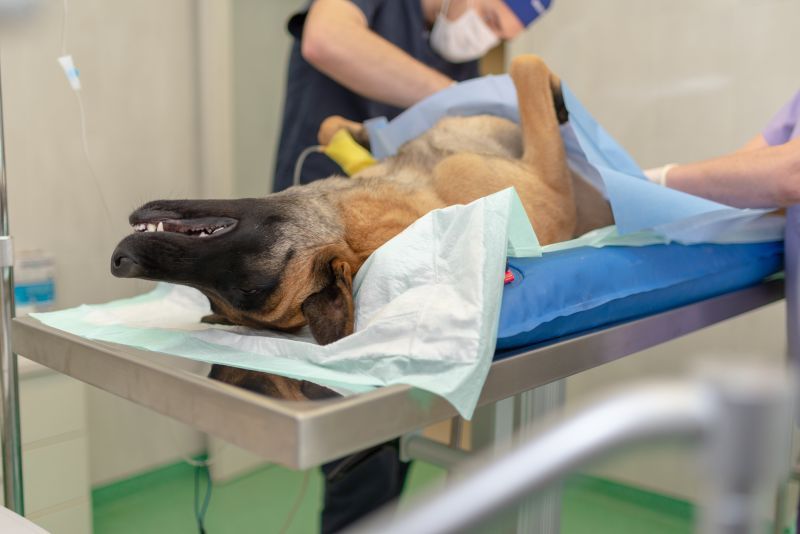Sterilization or neutering of large dog on surgical table under general anesthesia by veterinary surgeons