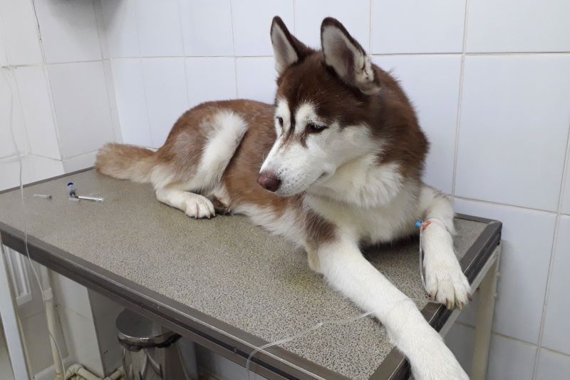 Siberian husky dog receiving cancer chemistry therapy in animal hospital, with a diagnosis of canine transmissible venereal tumor has best pet insurance for cancer