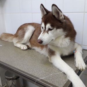 Pet Insurance that covers cancer in Australia Siberian husky dog receiving cancer chemistry therapy in animal hospital, with a diagnosis of canine transmissible venereal tumor